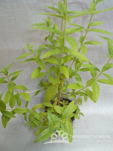 VERBENA CITRÓNOVÁ - LIPPIA CITRIODORA