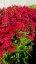 PHLOX PANICULATA - FLAME WATERMELON ®