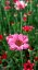 KOPRETINA MAROCKÁ - RHODANTHEMUM HOSMARIENSE ZAGORA PINK ®