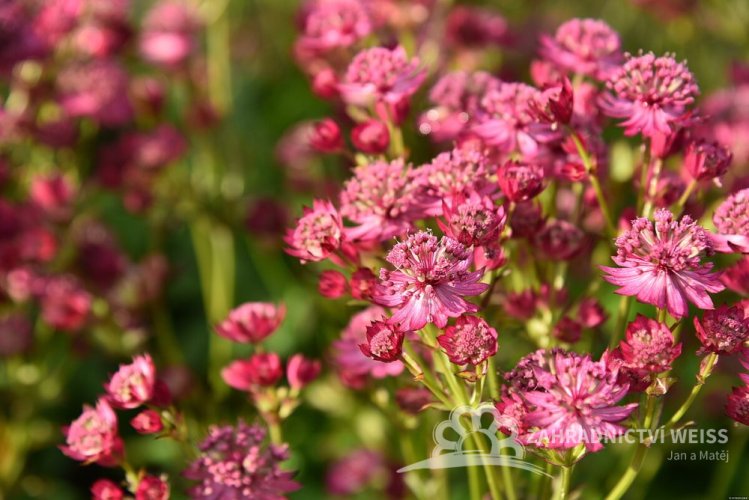JARMANKA VĚTŠÍ - ASTRANTIA MAJOR CERISE BUTTON