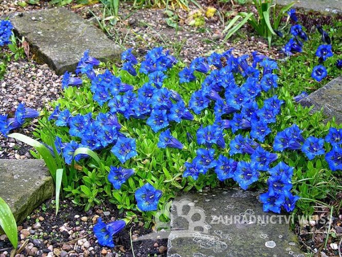 HOŘEC - GENTIANA ACAULIS