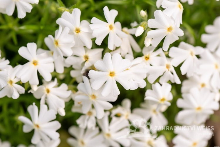PHLOX SUBULATA SPRING WHITE