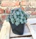 SEDUM SPATHULIFOIUM "CAPE BLANCO"