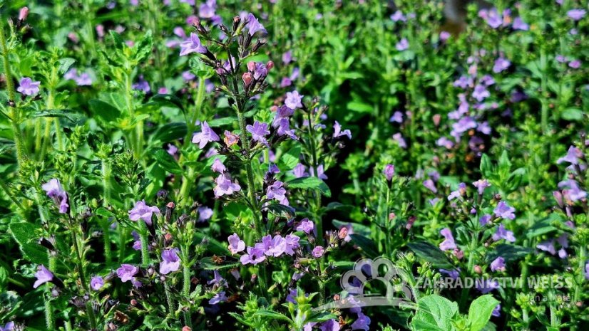 MARULKA LÉKAŘSKÁ – CALAMINTHA NEPETA „MARVELETTE BLUE“