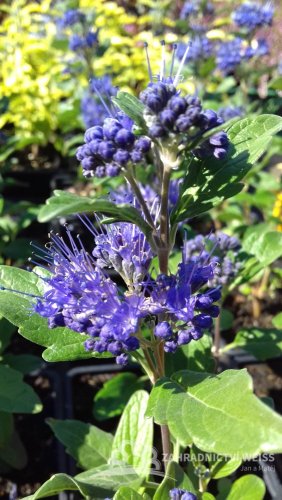 OŘECHOPLODEC - CARYOPTERIS DARK KNIGHT - ZELENÝ