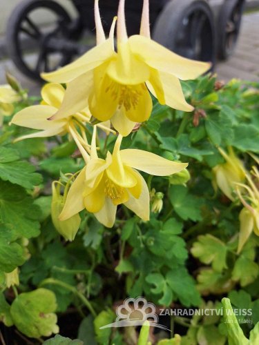 ORLÍČEK – AQUILEGIA CAERULEA SPRING MAGIC YELLOW