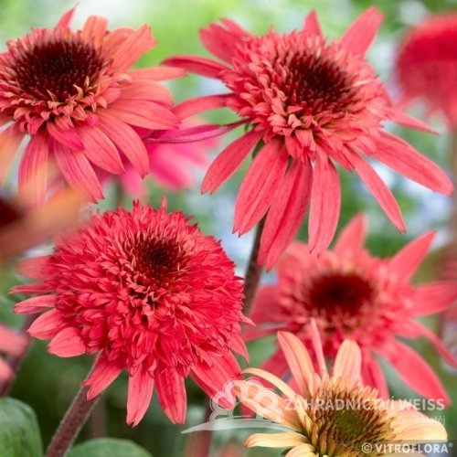 ECHINACEA PURPUREA RASPBERRY TRUFFLE