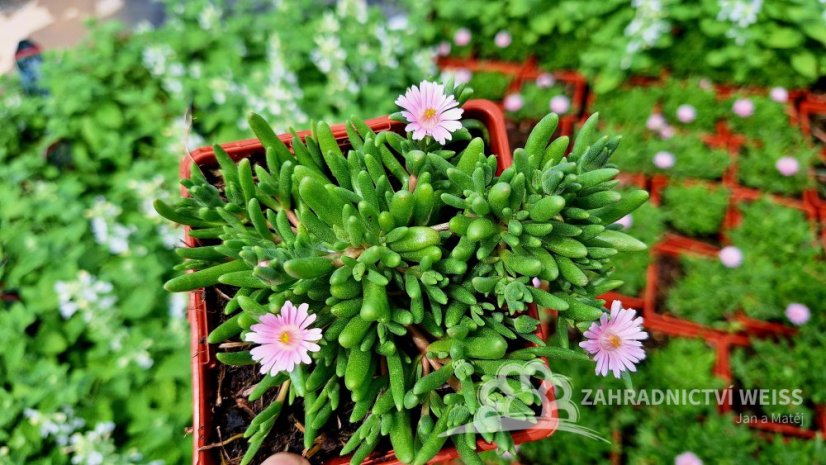 DELOSPERMA CULTIVARS LIDO PINK