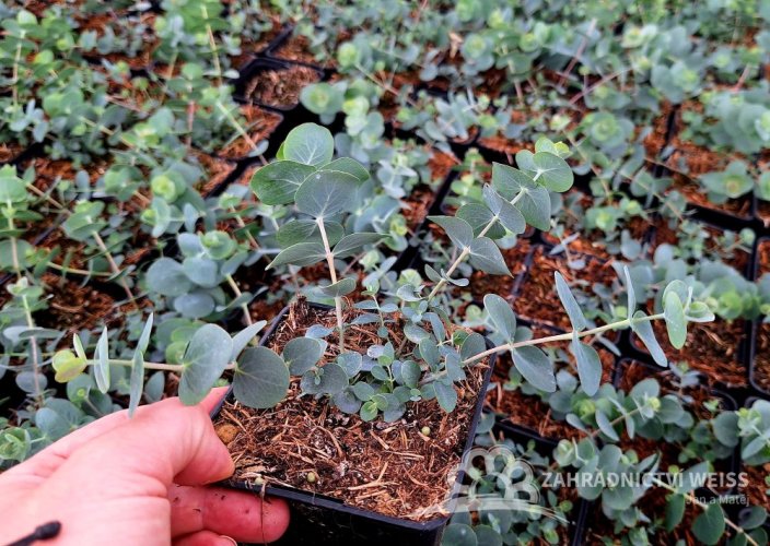EUKALYPTUS - EUCALYPTUS BABY BLUE