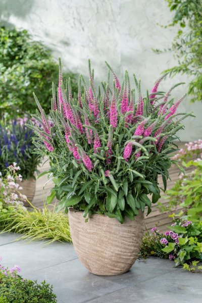 ROZRAZIL - VERONICA SCPICATA ANNIVERSARY ROSE