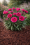 KARAFIÁT - DIANTHUS CARYOPHYLLUS CODE ® BICOLOUR