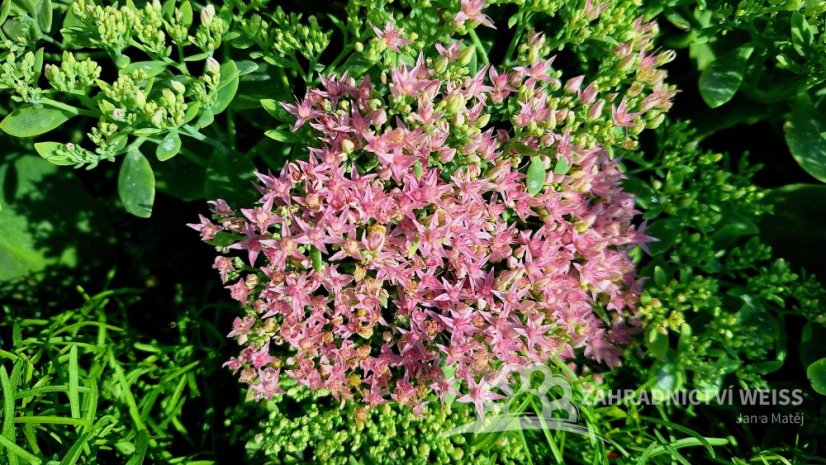 ROZCHODNÍK NÁDHERNÝ - SEDUM SPECTABILE BRILLIANT