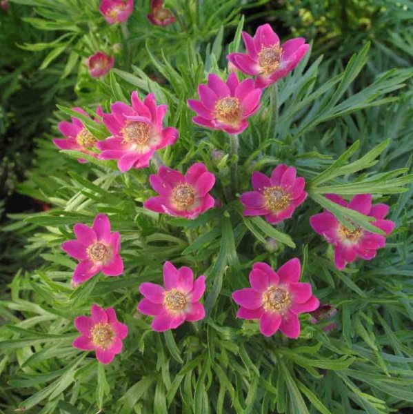 SASANKA - ANEMONE MULT. ANNABELLA DEEP ROSE