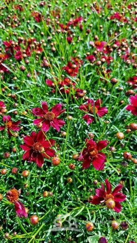 KRÁSNOOČKO - COREOPSIS VERTICILLATA RUBY RED