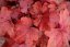 HEUCHERA FIRE ALARM