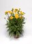 COREOPSIS - KRÁSNOOČKO 'CASTELLO POMPON'