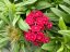 HVOZDÍK - DIANTHUS BARBARINI MIX