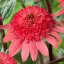 ECHINACEA PURPUREA RASPBERRY TRUFFLE
