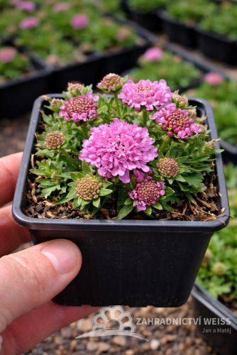 HLAVÁČ JAPONSKÝ - SCABIOSA JAPONICA RITZ ROSE
