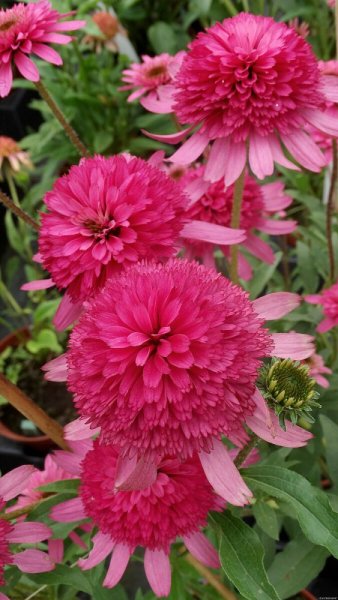 ECHINACEA HYBR. SOUTHERN BELLE