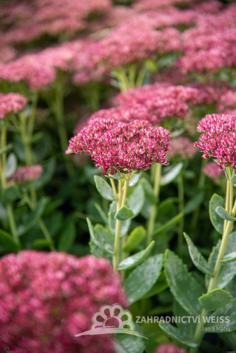 SEDUM HYBRIDUM HERBSTFREUDE