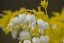 SRDCOVKA NÁDHERNÁ - DICENTRA WHITE GOLD