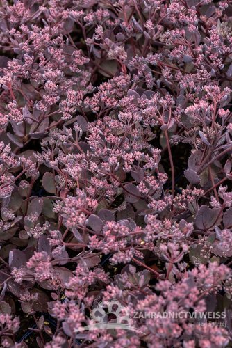 SEDUM HYB. RED SPARKLE