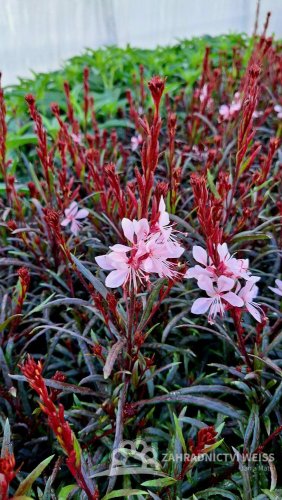 GAURA LINDHEIMERI - GRACEFUL LIGHT PINK