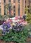 ORLÍČEK – AQUILEGIA CAERULEA SPRING MAGIC ® F1 MIX