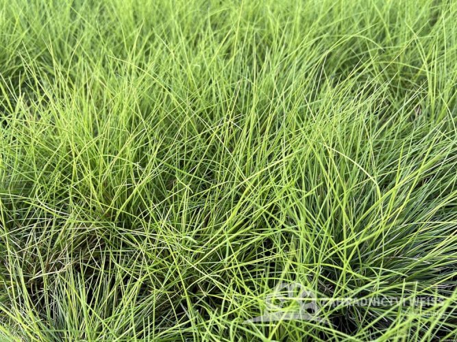FESTUCA GLAUCA – GOLDEN TOUPEE
