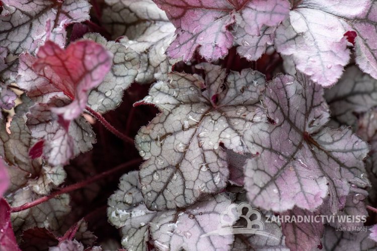 HEUCHERA REX SILVER
