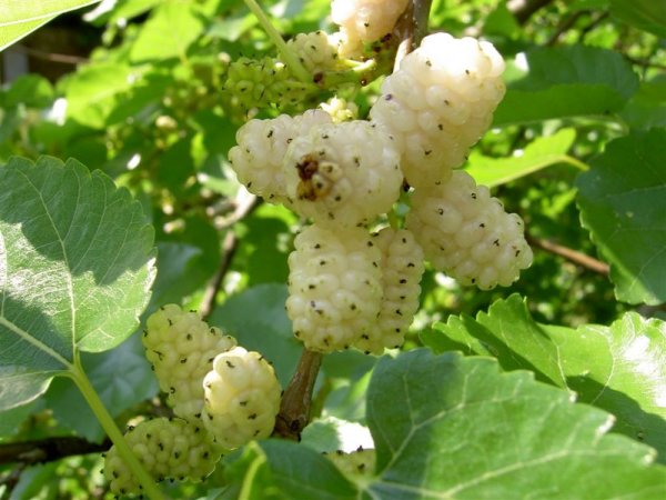 MORUŠE BÍLÁ  - MORUS ALBA