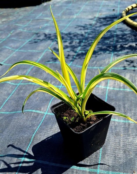 JUKA - YUCCA FILAMENTOSA COLOR GUARD