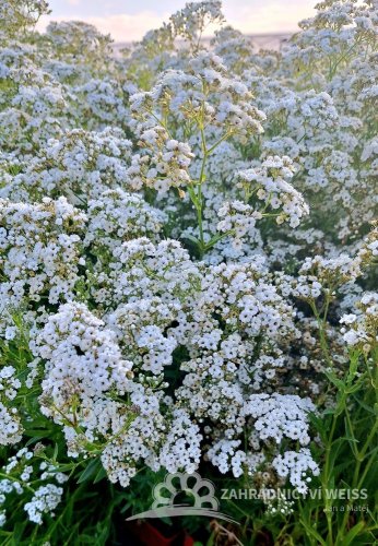 GYPSOPHILA BÍLÁ - NEVĚSTÍN ZÁVOJ  -NÍZKÝ