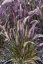 DOCHAN - PENNISETUM LITTLE RUBIN