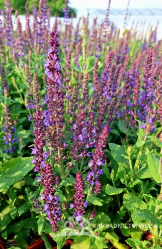 SALVIA SUPERBA DWARF BLUE QUEEN