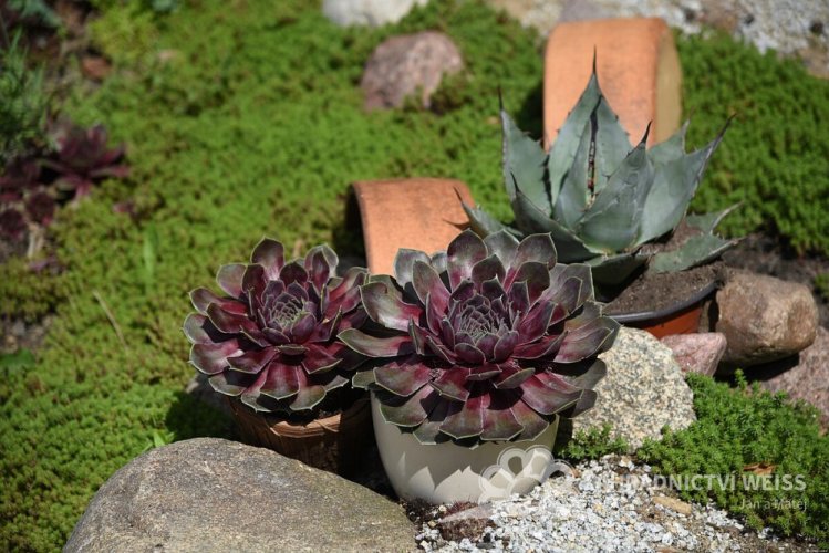 NETŘESK – SEMPERVIVUM BIG SAM PURPLE QUARTZ
