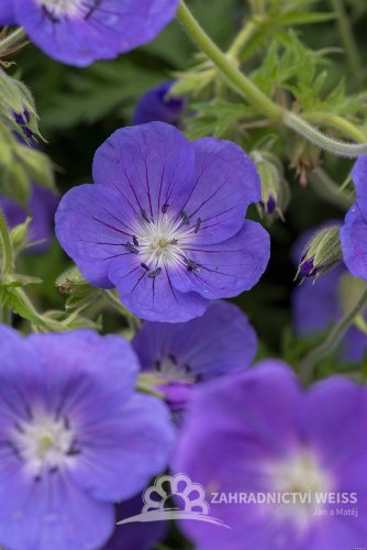 KAKOST - GERANIUM HYBRIDA ORION