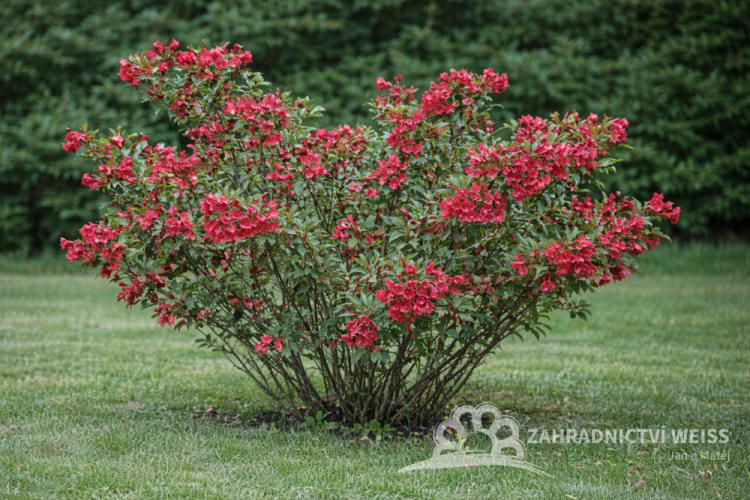 WEIGELA BRISTOL RUBY