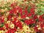 KRÁSNOOČKO  - COREOPSIS CHERRY PIE