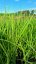 PROSO PRUTNATÉ - PANICUM VIRGATUM BUFFALO GREEN