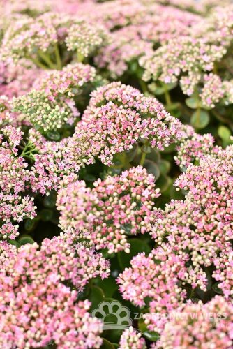 SEDUM SUNSPARKLER " LIME ZINGER"  ®