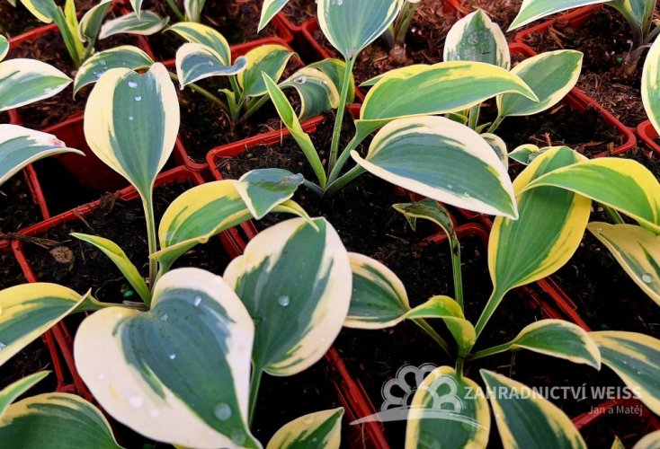 HOSTA MEDIUM AUTUMN FROST