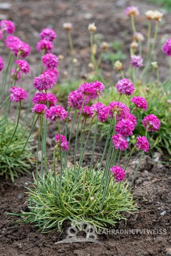 TRAVNIČKA PŘÍMOŘSKÁ - ARMERIA NIFTY THRIFTY