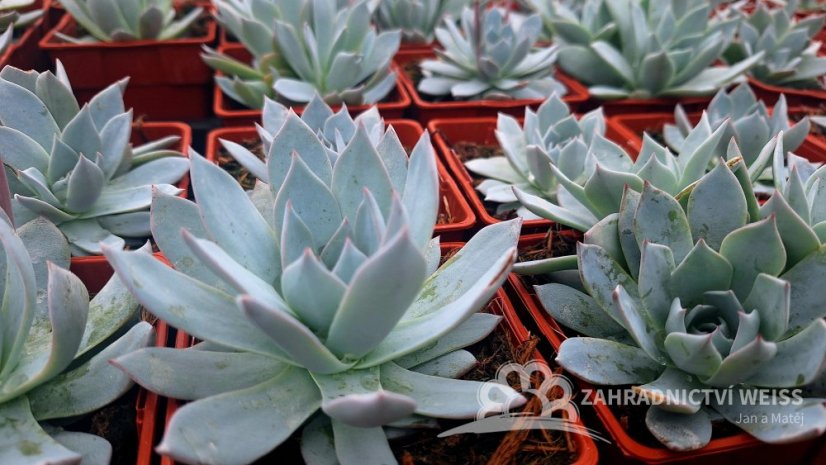 ECHEVERIA