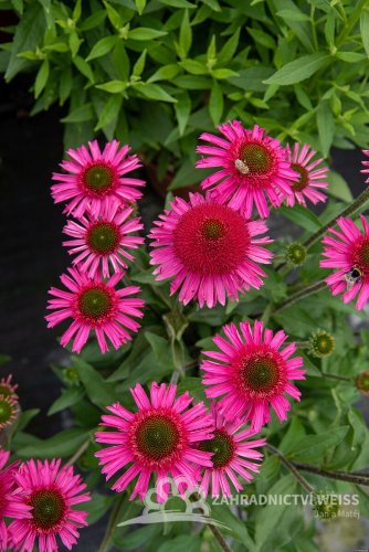ECHINACEA PURPUREA DELICIOUS CANDY  ®