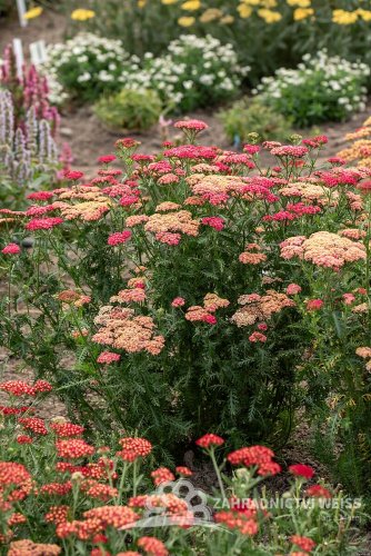 ACHILLEA MILLEFOLIUM SASSY SUMMER TAFFY
