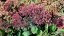 SEDUM TELEPHIUM MR GOODBUD