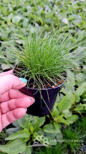 FESTUCA GAUTIERI - KOSTŘAVA ZELENÁ