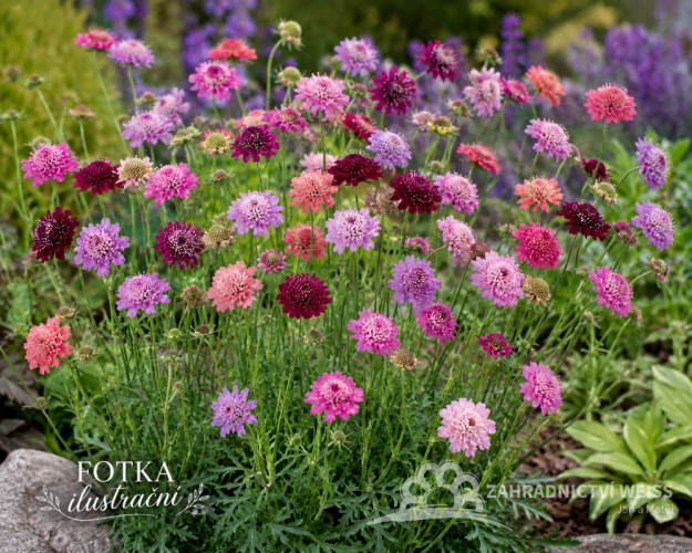 CHRASTAVEC MAKEDONSKÝ - KNAUTIA MACEDONICA MELTON PASTELS